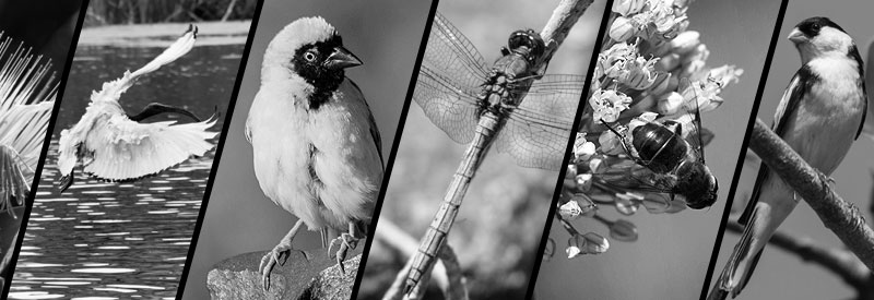 AJP Photography