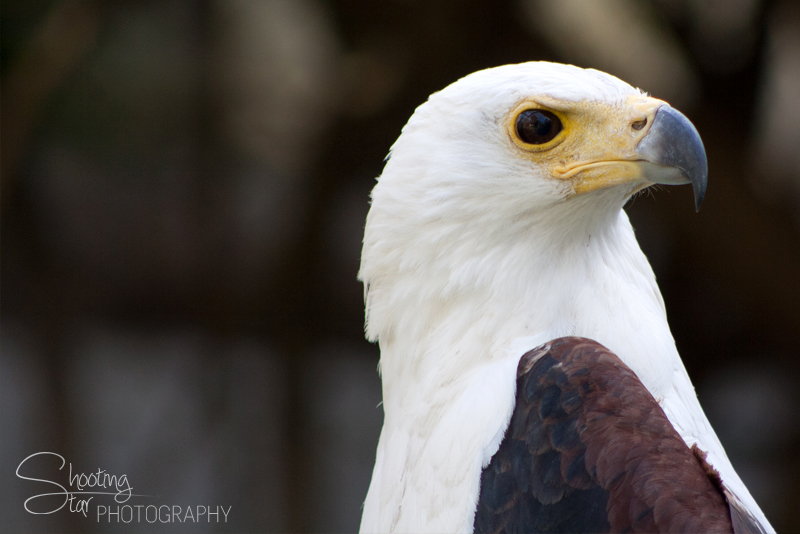 Fish Eagle