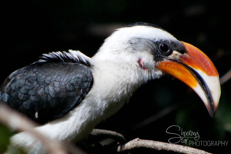 Hornbill